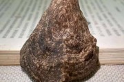 沉香历史图片大全_沉香最早出现在哪个朝代