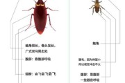 蟑螂历史图片大全_蟑螂进化过程是怎样的