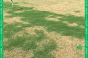 草坪多久浇一次水_草坪发黄怎么补救