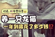龙猫怎么养_龙猫多少钱一只