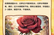 生活玫瑰怎么养_玫瑰枯萎了怎么办