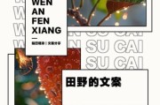 艺术田野是什么_如何写好田野文案