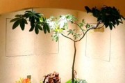 花木艺术是什么_如何打造室内微型花园