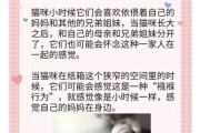 猫咪为什么爱睡纸箱_如何让猫远离纸箱