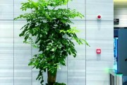 家里怎么养绿植_办公室放什么植物好
