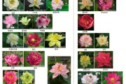 莲花历史品种大全_有哪些珍稀品种