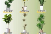 艺术绿植怎么选_适合放客厅的艺术绿植有哪些