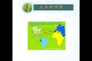 玉米起源地在哪里_玉米传入中国时间