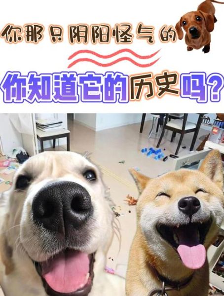 狗是怎么来的_狗历史视频大全