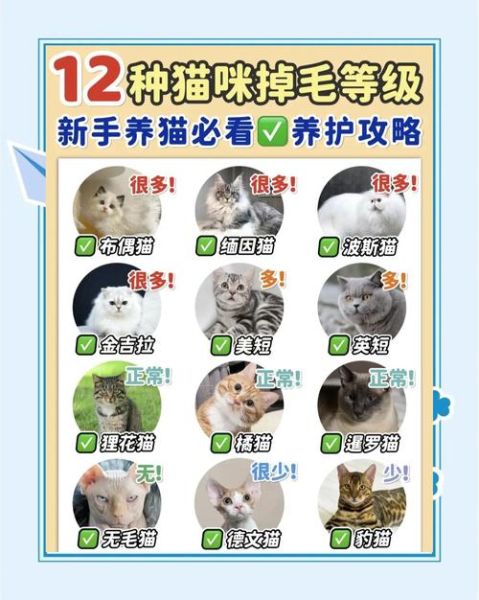 猫咪掉毛怎么办_如何减少猫咪掉毛