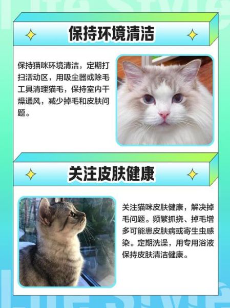猫咪掉毛怎么办_如何减少猫咪掉毛