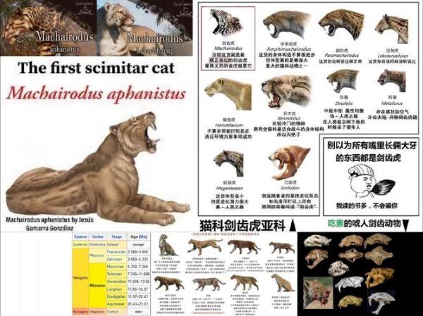 剑齿虎长什么样子_剑齿虎灭绝了吗