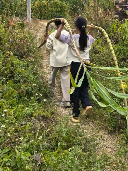 回农村田园生活怎么样_农村田园生活真实体验