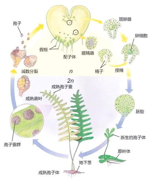 植物历史视频大全_如何系统观看植物演化史