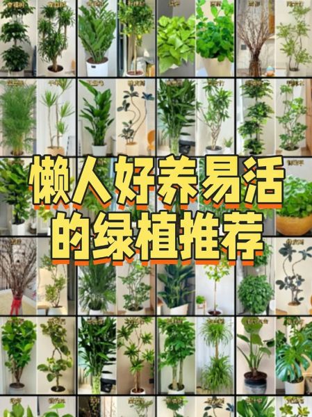 生活加点绿有什么好处_如何在家轻松实现