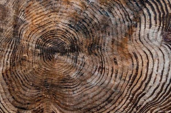 历史年轮图片大全_如何快速找到高清原图