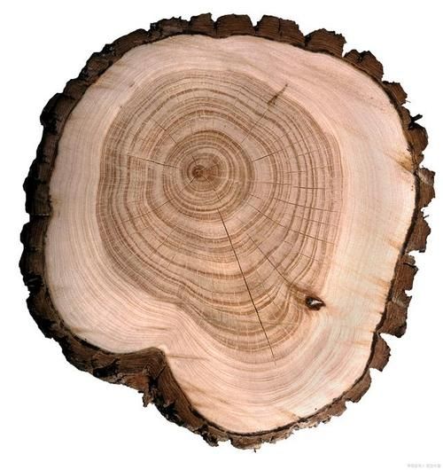 历史年轮图片大全_如何快速找到高清原图