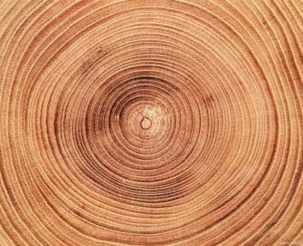 历史年轮图片大全_如何快速找到高清原图