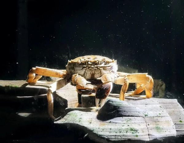 螃蟹艺术是什么_螃蟹艺术怎么欣赏