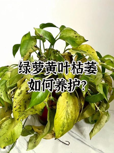 室内植物怎么养_绿植黄叶怎么办