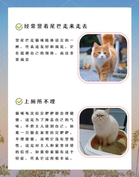 小猫咪幸福生活_如何让猫咪更快乐