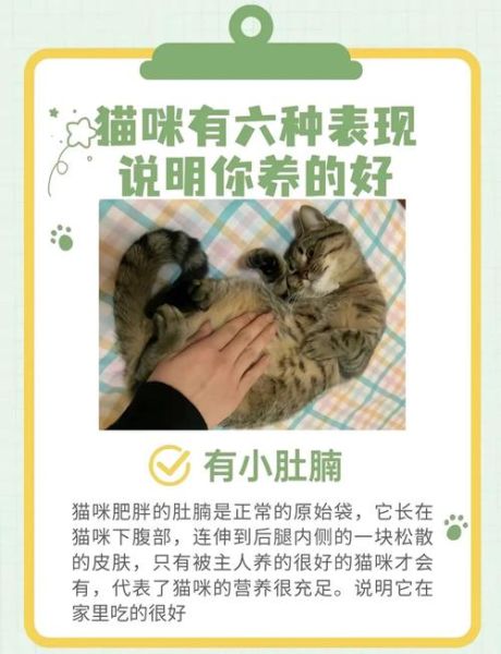 小猫咪幸福生活_如何让猫咪更快乐