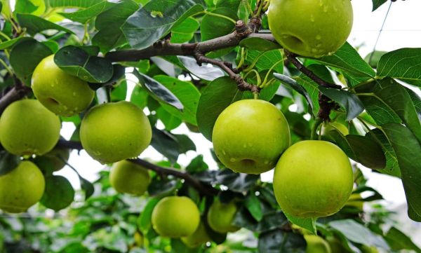 艺术梨是什么_艺术梨和普通梨区别