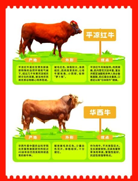 中国养牛历史有多久_中国养牛起源与发展