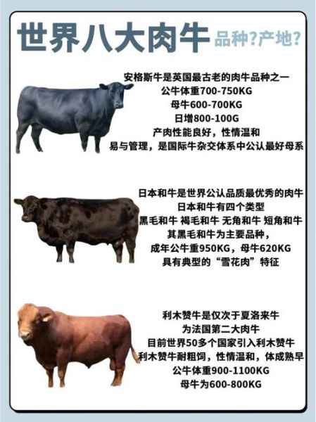 中国养牛历史有多久_中国养牛起源与发展