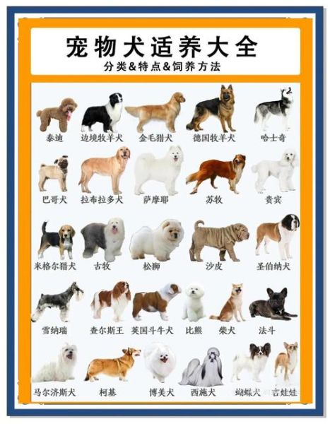 上班族怎么养狗_新手养狗一天遛几次