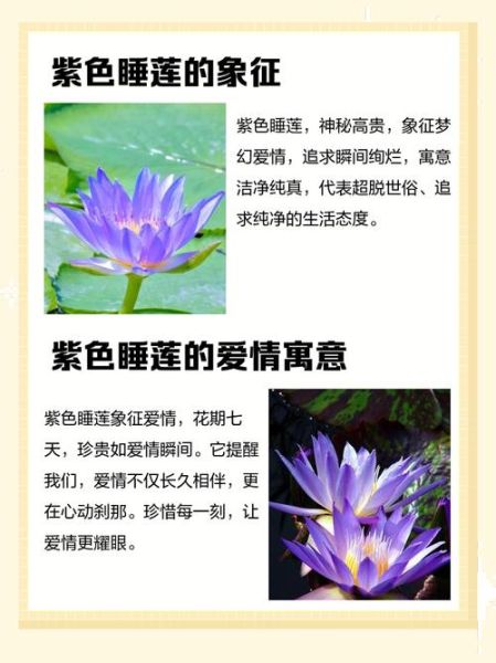 睡莲艺术文案怎么写_睡莲意境文案有哪些