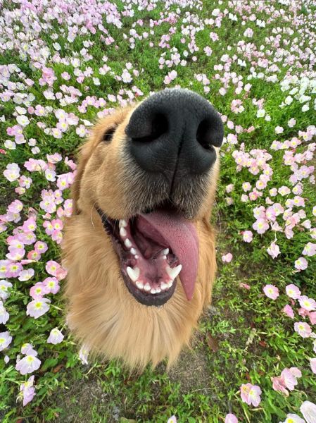 小狗日常怎么拍_新手拍狗视频教程