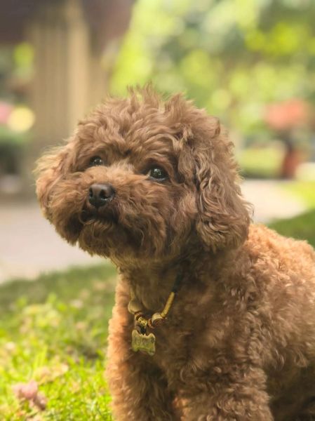 小狗日常怎么拍_新手拍狗视频教程