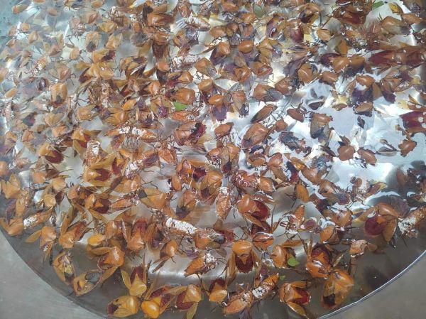 乡村慢节奏生活怎么过_乡村慢节奏生活有哪些好处