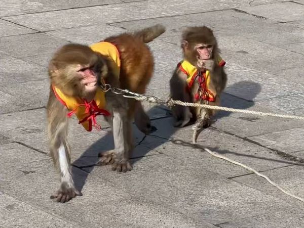 耍猴艺术是什么_耍猴艺术起源