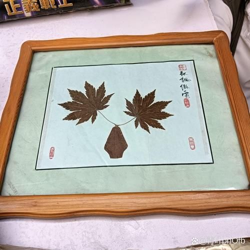 艺术标本是什么_如何制作艺术标本