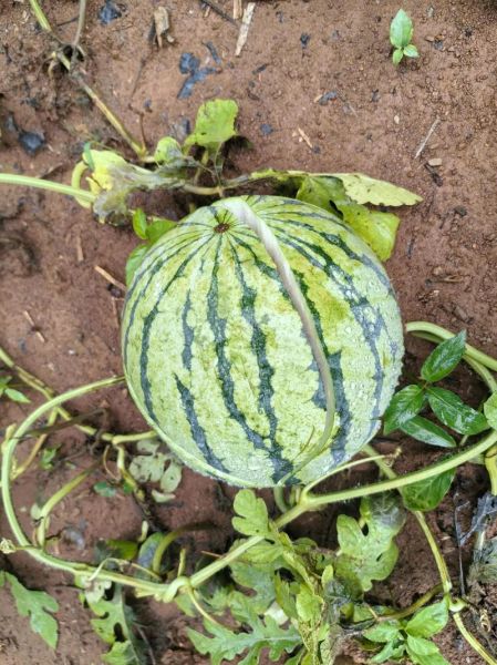 广西泰宝生物科技产品怎么样_泰宝生物有哪些核心优势