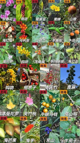 毒纪大全_常见毒物有哪些