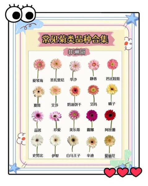 食用菊花有哪些品种_如何挑选新鲜食用菊花
