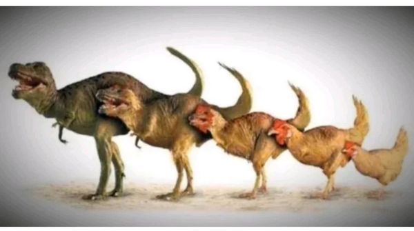 历史进化视频大全_如何系统观看