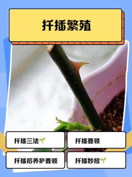 扦花艺术怎么入门_扦花与插花区别是什么