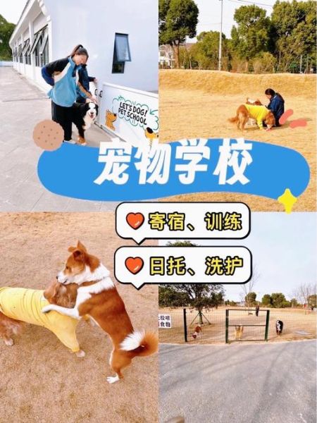 如何让宠物更快乐_宠物快乐生活怎么做