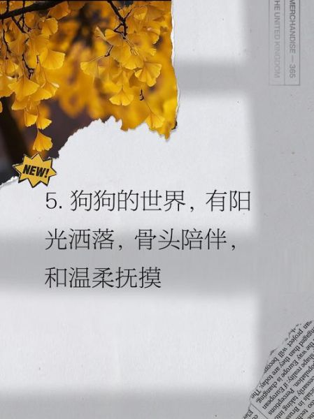 狗的艺术文案怎么写_狗狗治愈文案有哪些