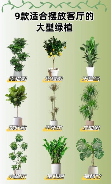 艺术绿植怎么选_适合放客厅的艺术绿植有哪些