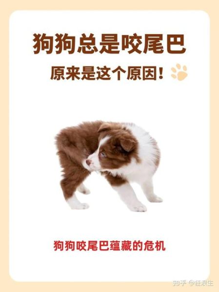 狗为什么总是追尾巴_狗追尾巴怎么办