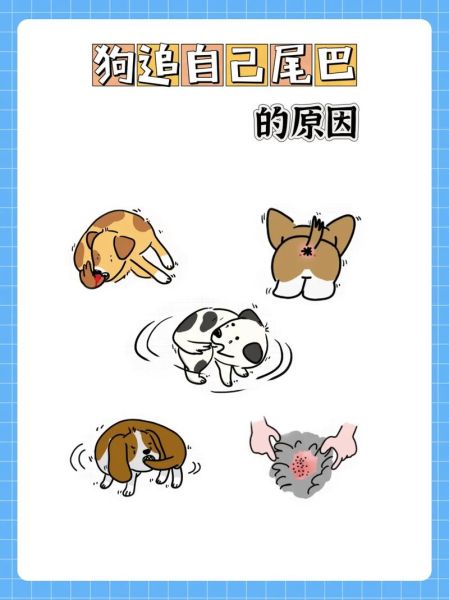 狗为什么总是追尾巴_狗追尾巴怎么办