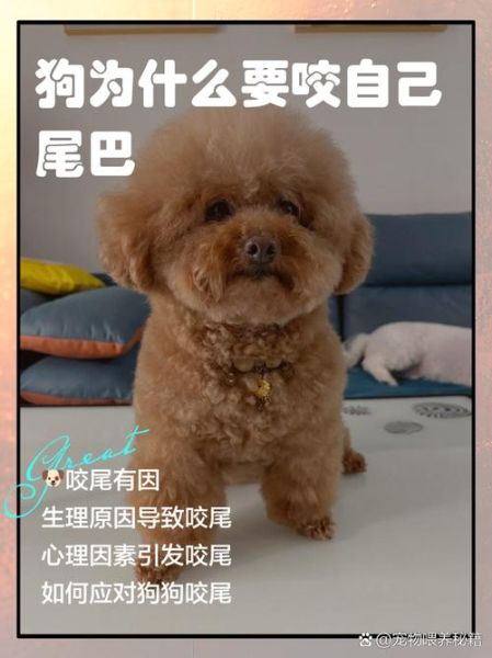 狗为什么总是追尾巴_狗追尾巴怎么办
