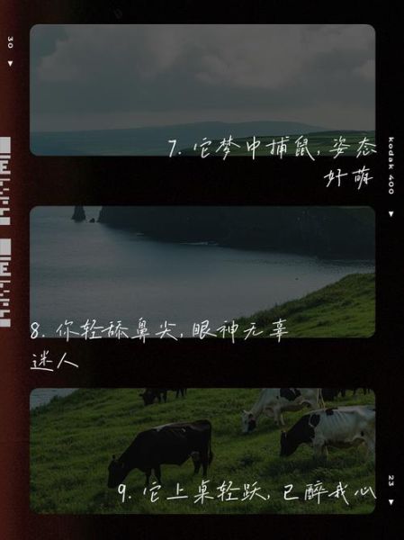 猫猫文案怎么写_猫咪治愈文案有哪些