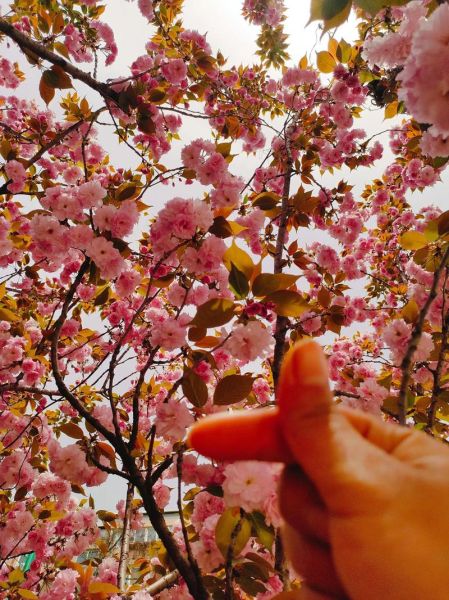 春天去哪里赏花_春季赏花最佳时间