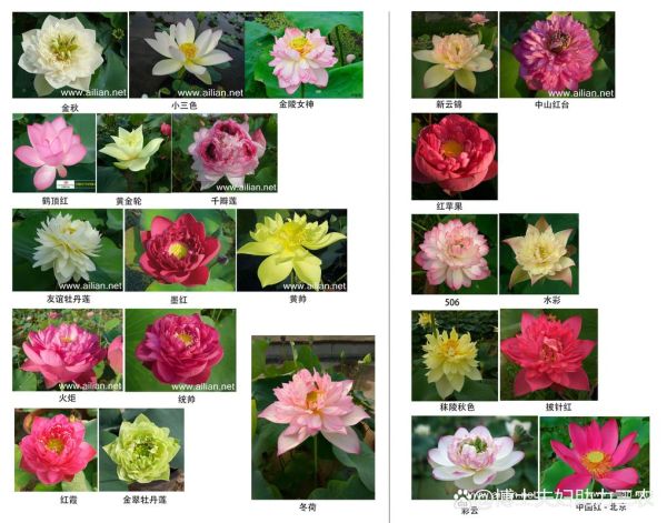 莲花历史品种大全_有哪些珍稀品种